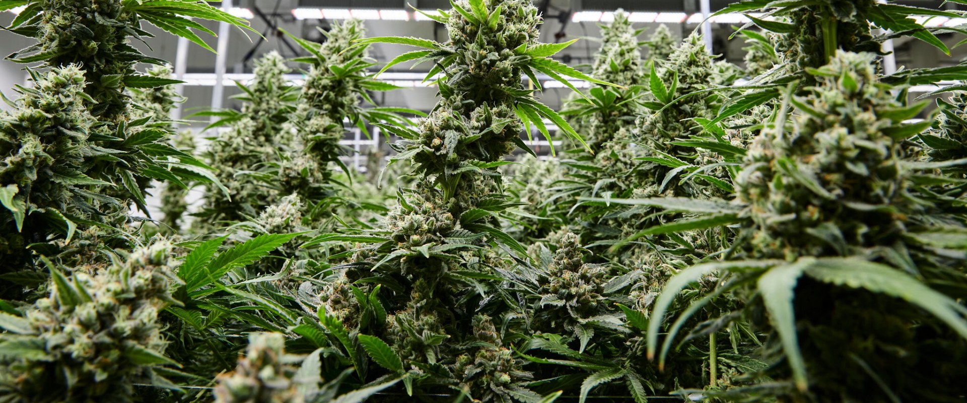 Can u grow marijuana in new york?