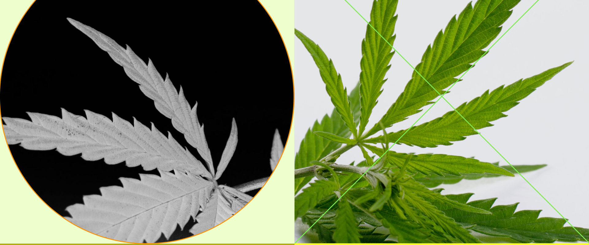 Benefits to cbd?