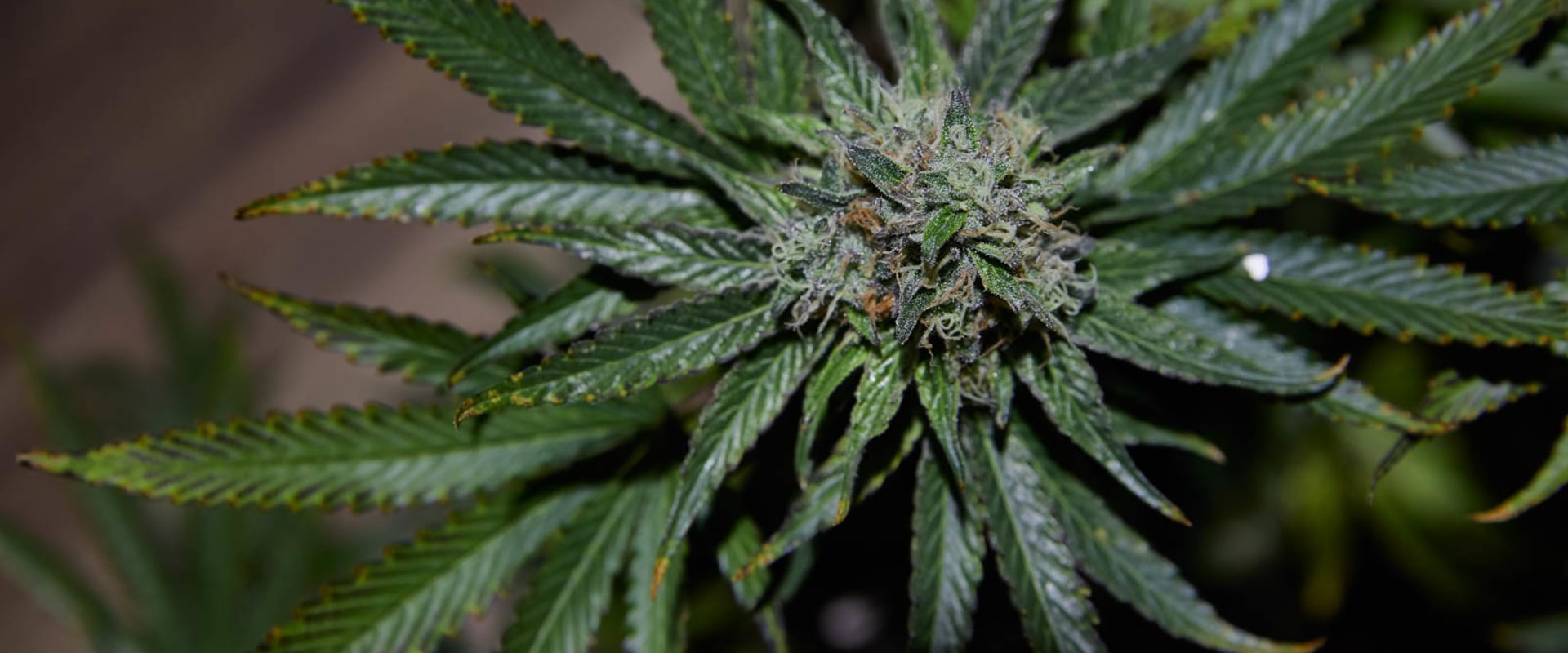 Does cbd come from hemp?