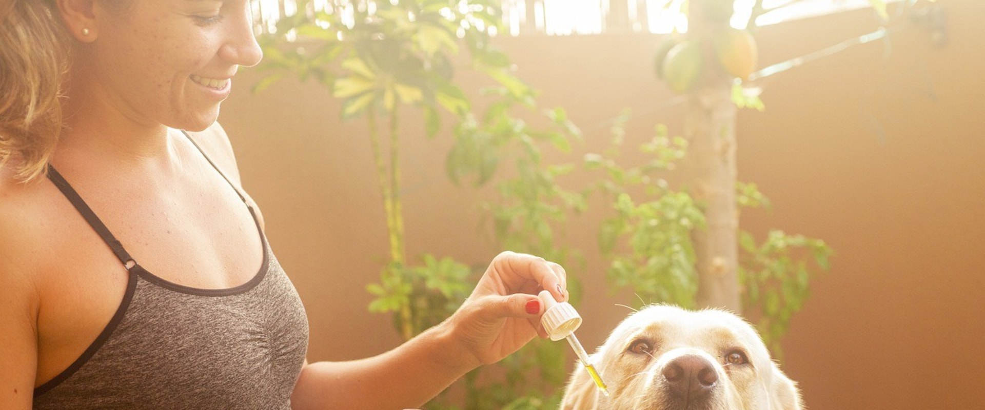Do vets recommend cbd oil for dogs?
