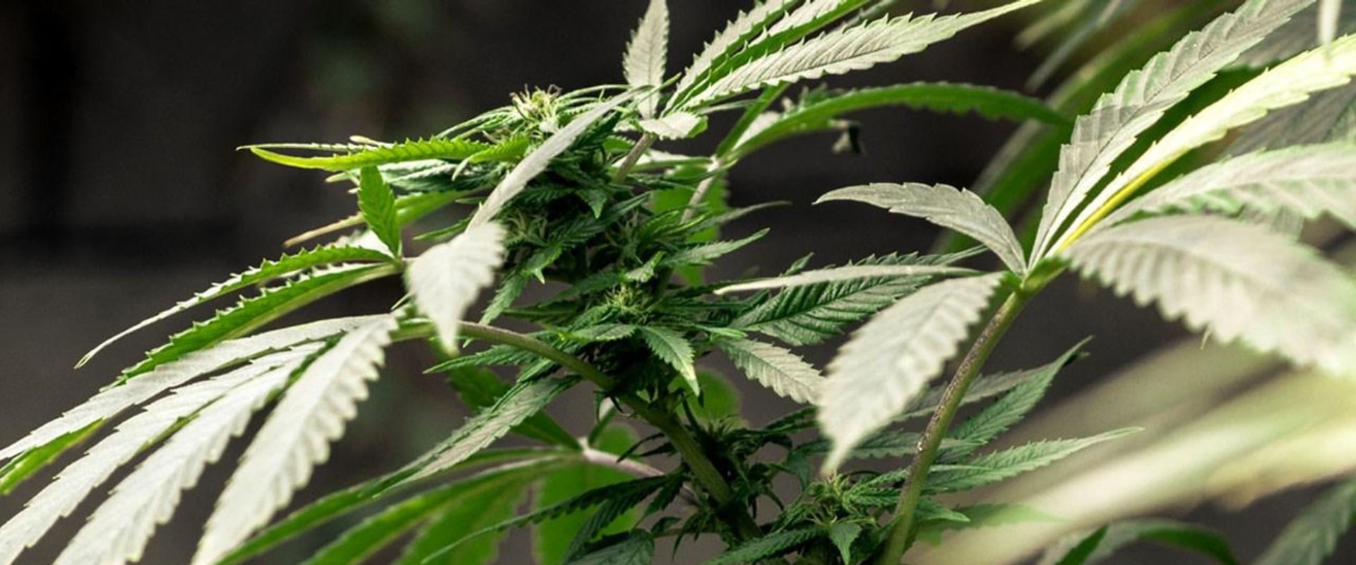 Was marijuana decriminalized in tennessee?