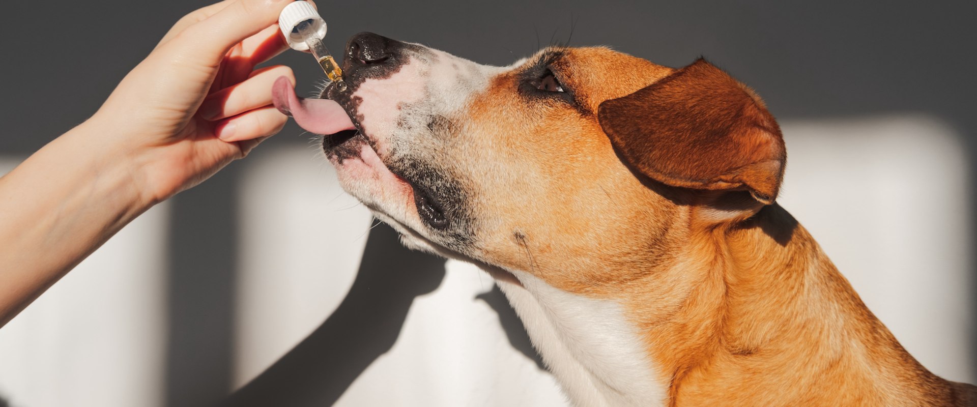 How much cbd oil for dog aggression?