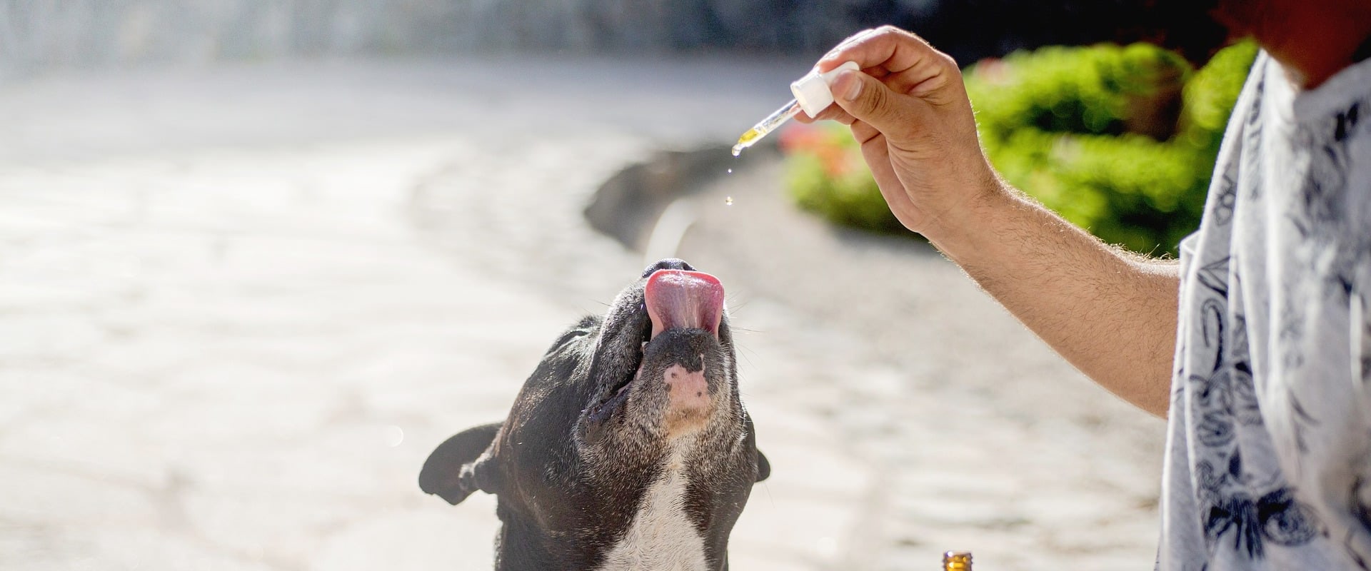 How much cbd oil for dog with dementia?