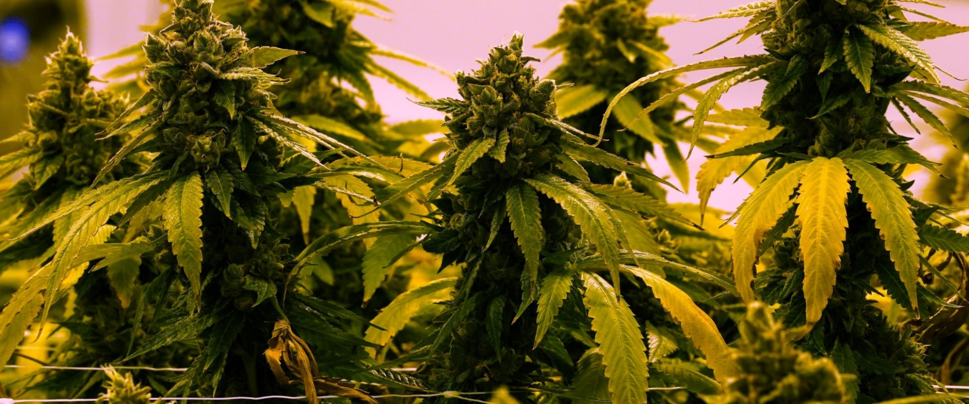 Is weed now federally legal?