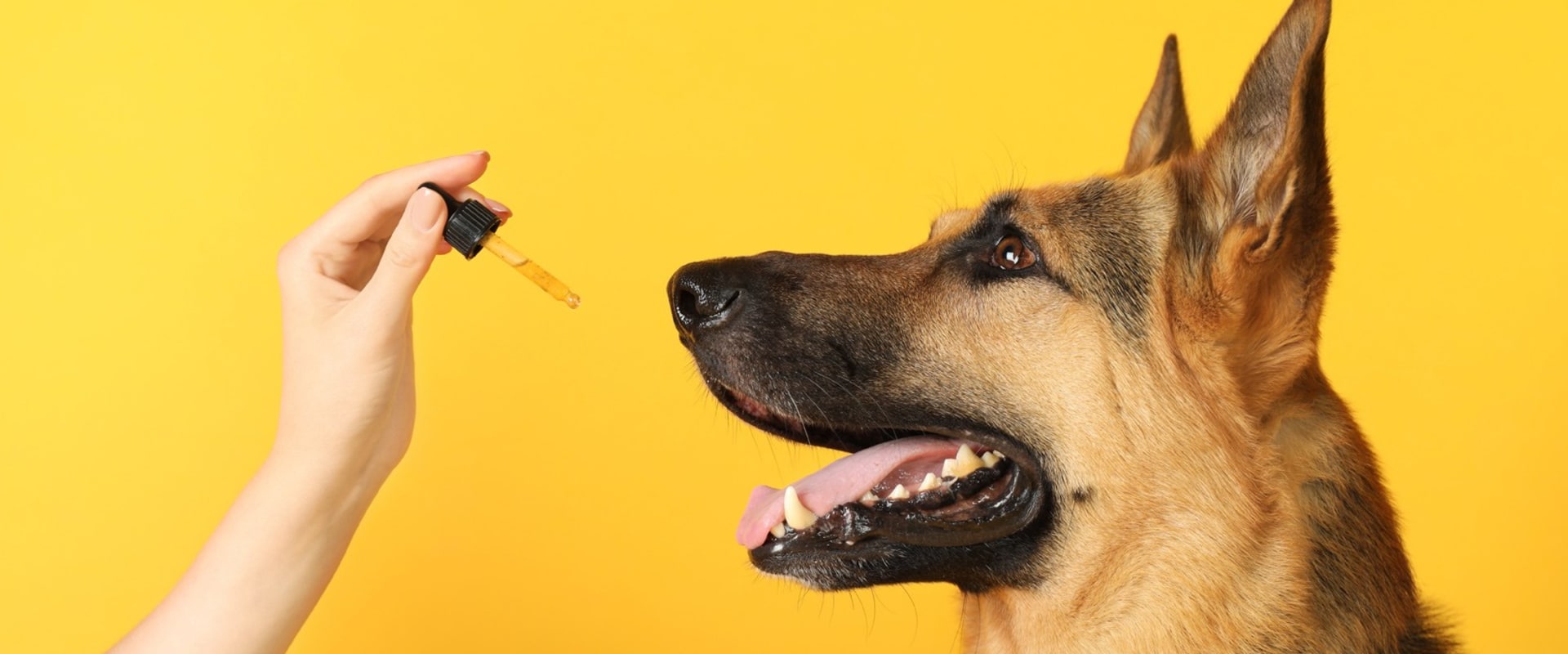 Can dogs react badly to cbd?