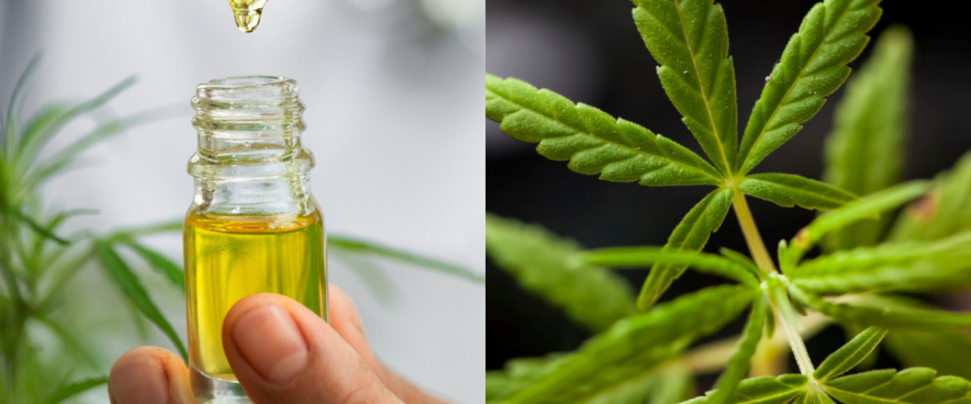 Is cbd oil legal in india?