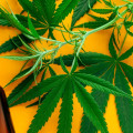 Top 5 CBD Oil Benefits For Health Improvement