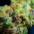 The Benefits of Smoking CBD Hemp Flower