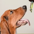 What is the Best CBD Oil for Dogs with Cancer?