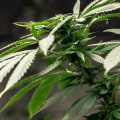Marijuana Decriminalization in Tennessee: What You Need to Know