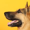 Can Dogs Have Adverse Reactions to CBD?