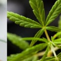 Is CBD Oil Legal in India?